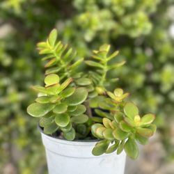 Portulacaria afra Miniature Jade