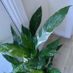 Spath Dominos Indoor Plants 