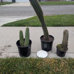 Free Cactus plants