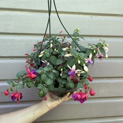 8” Fucshia Plant W/ Different Colors In The Pot