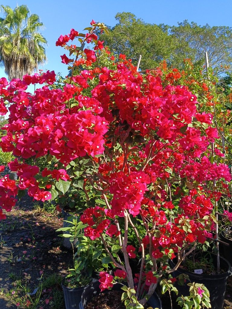 Beautiful Bougainvillea Tree $150