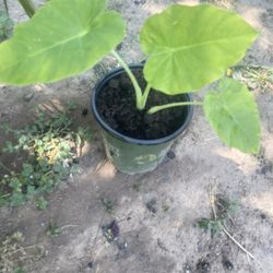 Elefant Plant