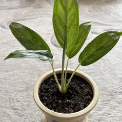 Chinese Evergreen Plant In Decorative Pot