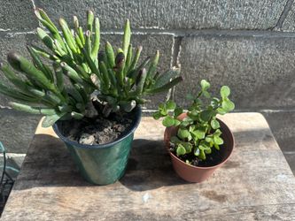 Plantas
