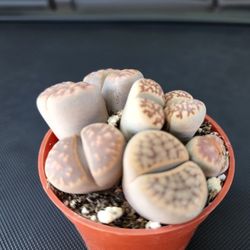 Lithops.  Living Stone Plant.  Sale  $6 Each. SUNDAY  Sale In San Lorenzo