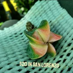 MULTI COLOR KOREAN CACTUS/PEANUT CACTUS/STING OF HEARTS. SALE THIS WEEK SAN LORENZO