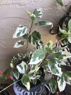 Live beautiful plant leaf are so beautiful white then get pink color and have beautiful red flower .i have big pot of this also check my page.