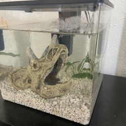 Small Fish Tank