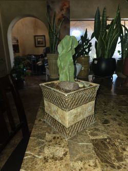 Totem pole cactus in cool 6in pot