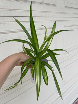 Variegated spider plant with pot
