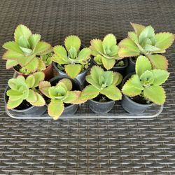 Kalanchoe pinnata - Mother Of Thousands 🪴