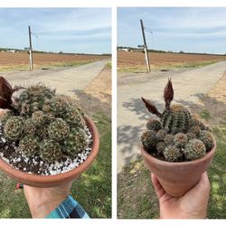 Cactus 