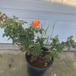 Rose Bush Plant, In 5 Gallóns Pot  Puck Up Only