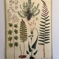 Vintage School Chart Ferns