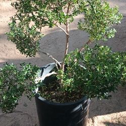 Beautiful Bonsai Plant.
