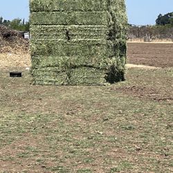 Alfalfa 