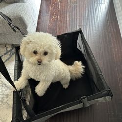 Dog Car seat 
