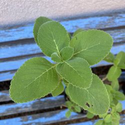 Cuban Oregano Plant 🌱 