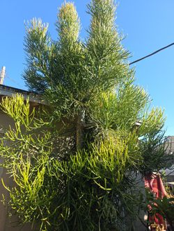 Free pencil cactus large cuttings