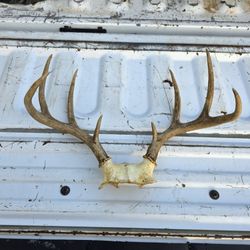 Deer Antler Skull Cap Decor