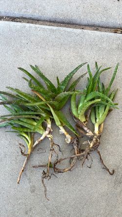 Aloe Vera Plants with Roots – Set of 6