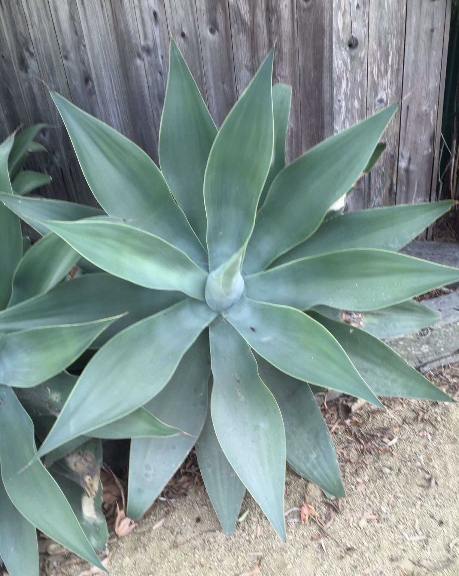 Giant Agaves