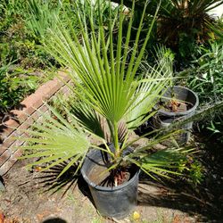 Palm Tree