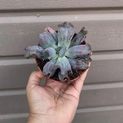 4” Echeveria Etna