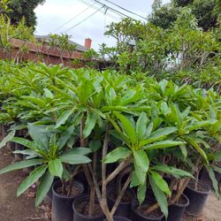 Plumerias Blooming Diferen Planta Sizes $25. O Mor