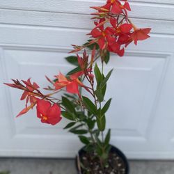 Mandevilla Plant Outdoor , In 1 Gallon Pot Pick Up Only