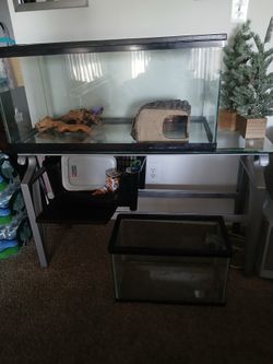 Lizard 40 gallon tank