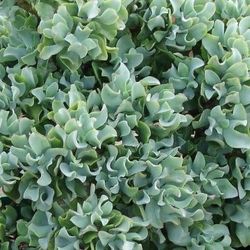 Large Ripple Jade Succulent cutting; great for Bonsai in containers and in ground; Crassula arborescens; plants garden gardening;