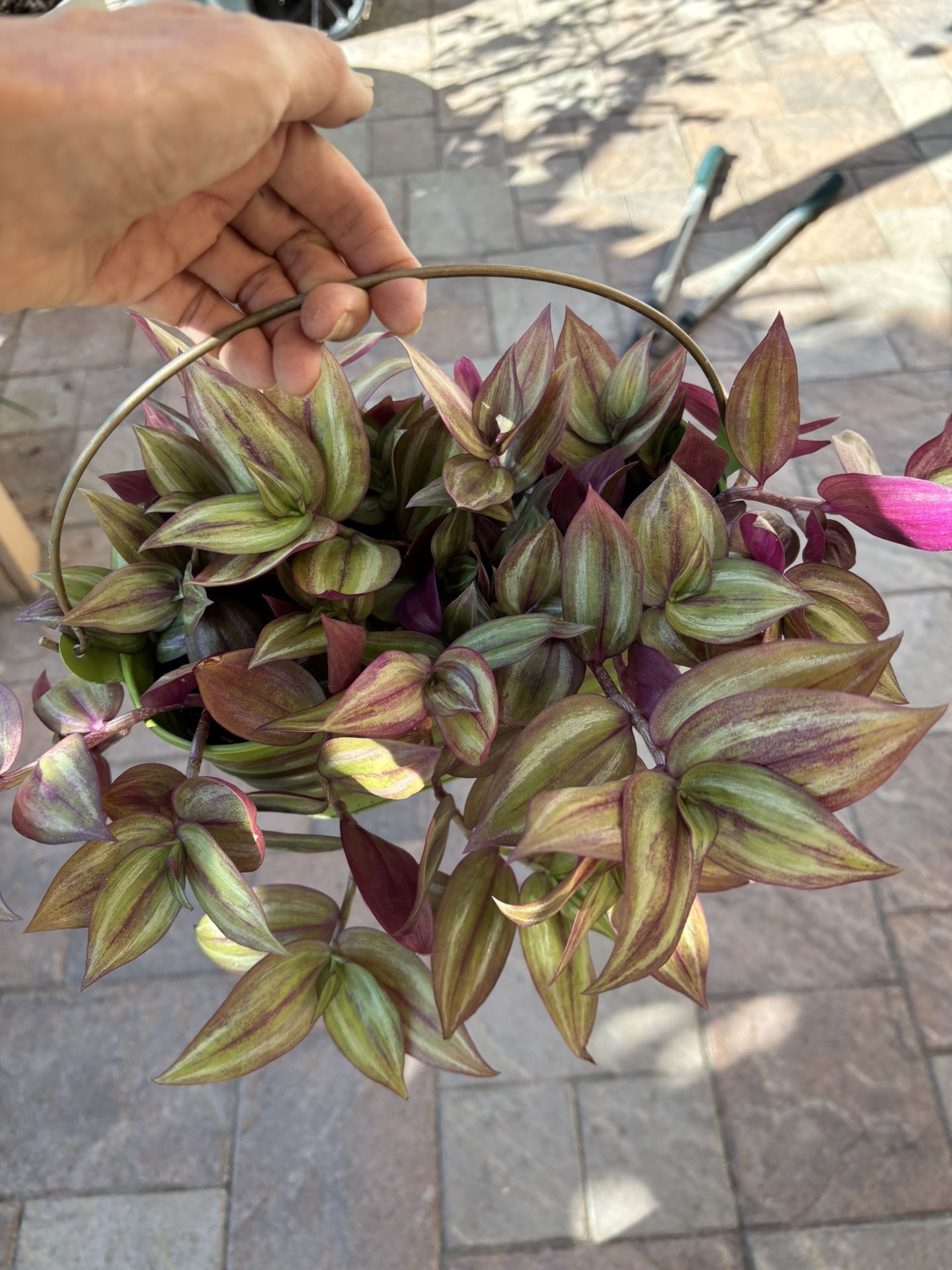 Various Potted Plants