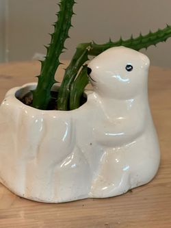 Organic Homegrown Red Dragon Cactus Succulent Houseplant Plant in decorative pot
