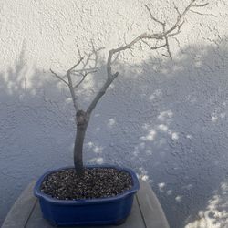 Wisteria Bonsai 