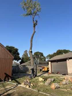 we cut trees. tree work.