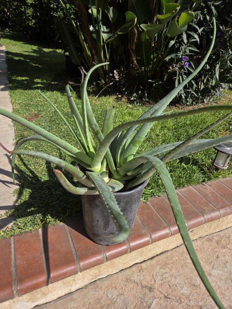 Aloe Vera Plant Medesinal