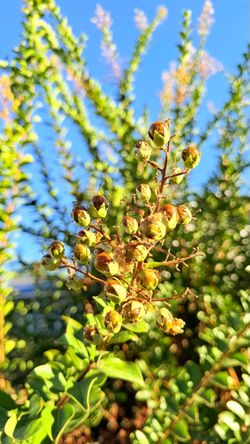 Pink Crape Myrtle Cuttings