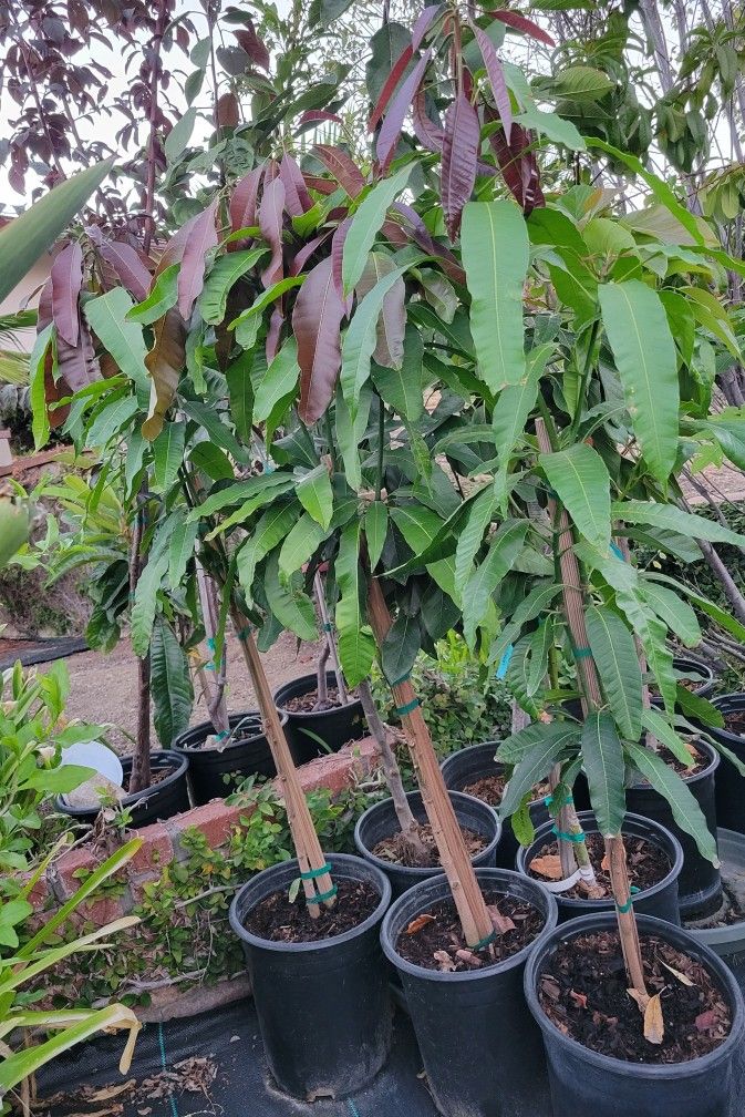 Grafted Mango Tree