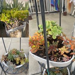 Assorted Succulent Plants $20 each