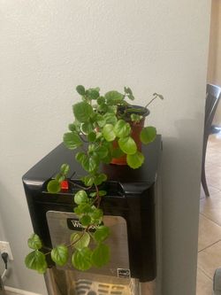 Swedish Ivy or millionaire plant.