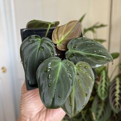 Philodendron Micans Plant