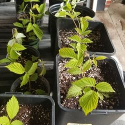 Williamette Red Raspberry Plants $10
