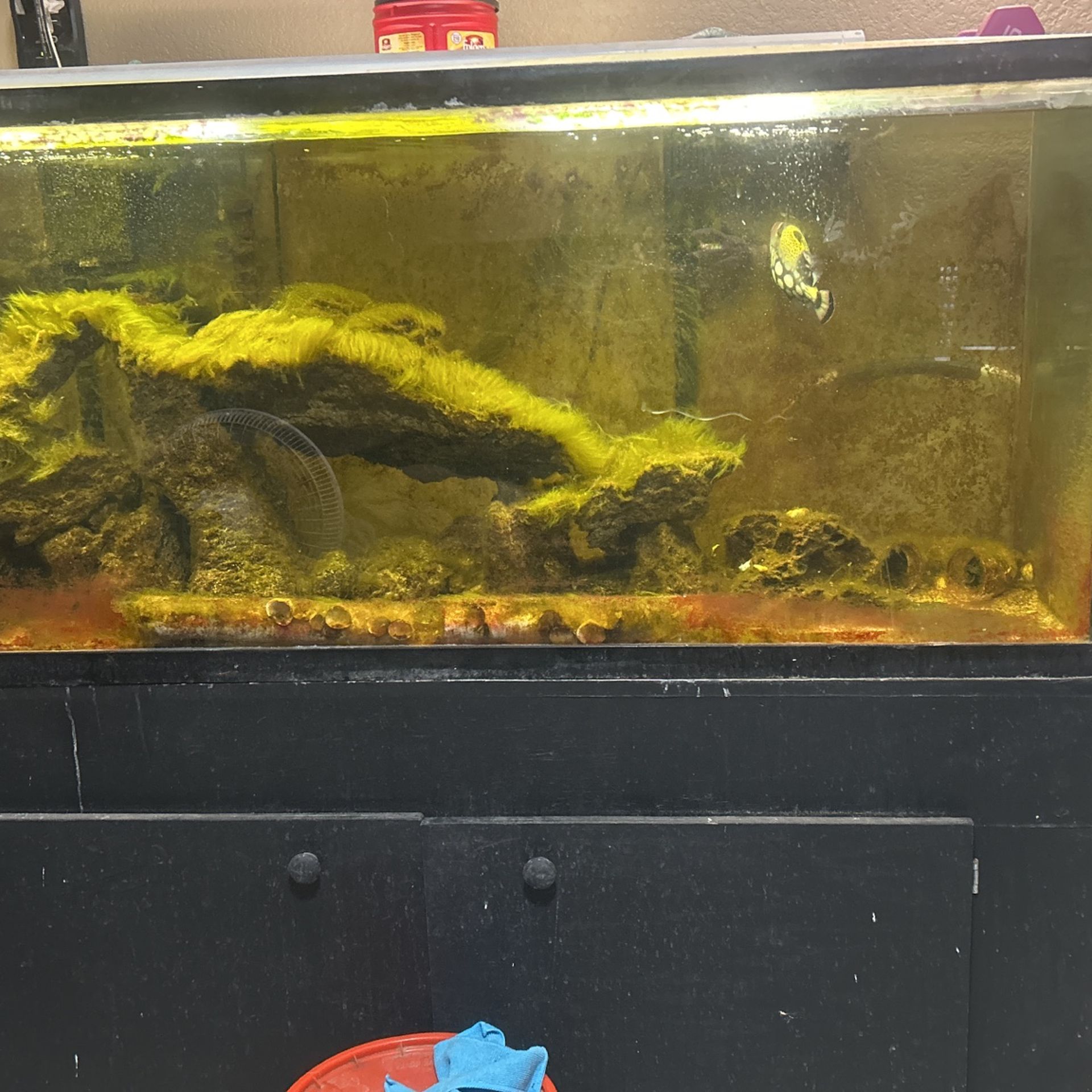 125 Gallon Fish Tank And Stand