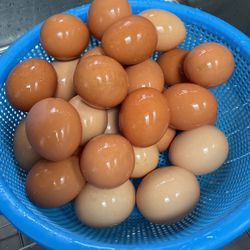 Fresh Organic Egg 