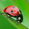 Ladybug Activewear