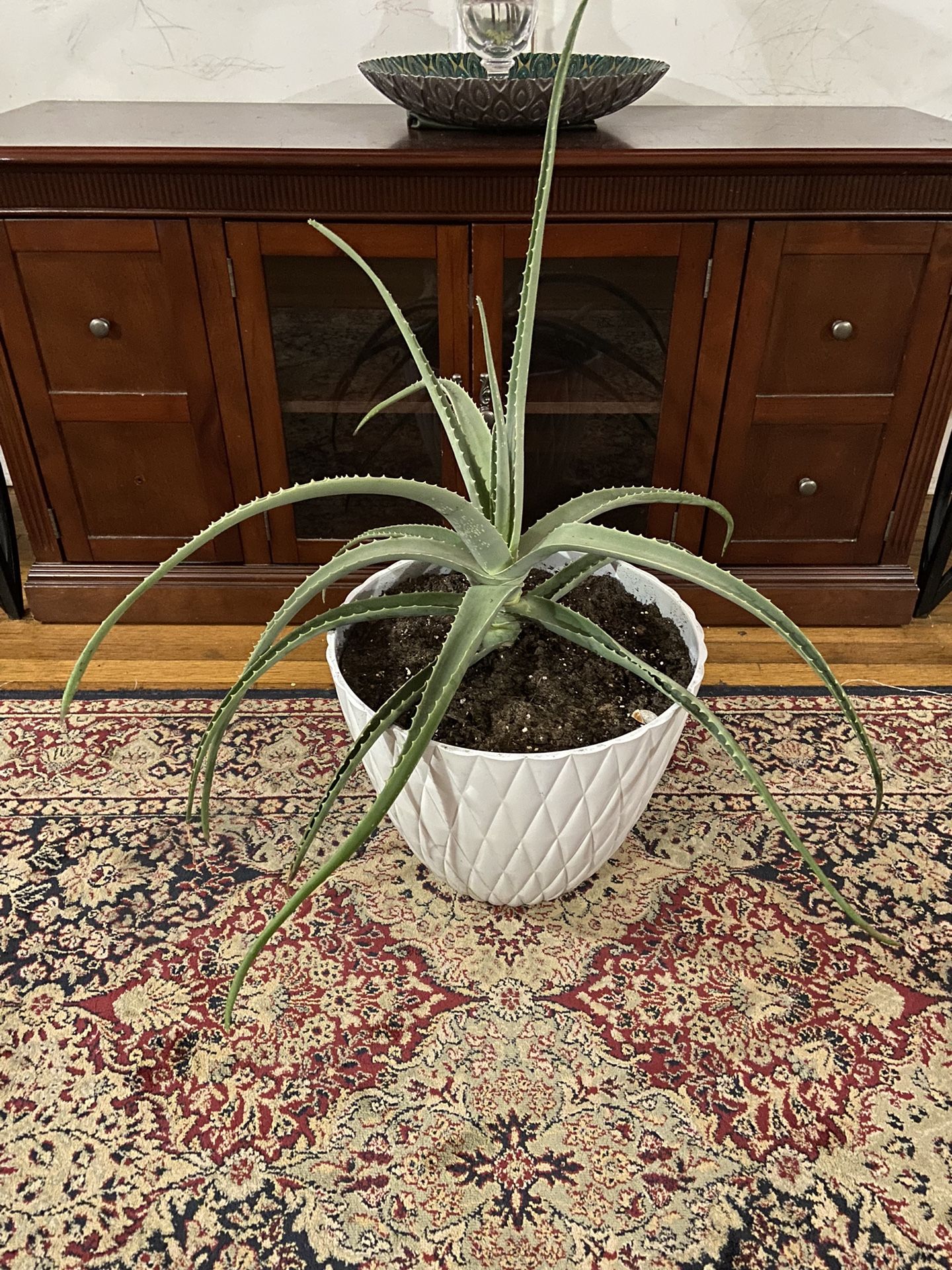 Very Large Aloe House Plant