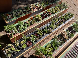 Succulent planter/ table centerpiece