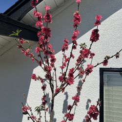 Red Baron Peach Tree Durazno