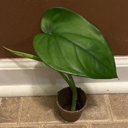 Syngonium Chiapense  House Plant 